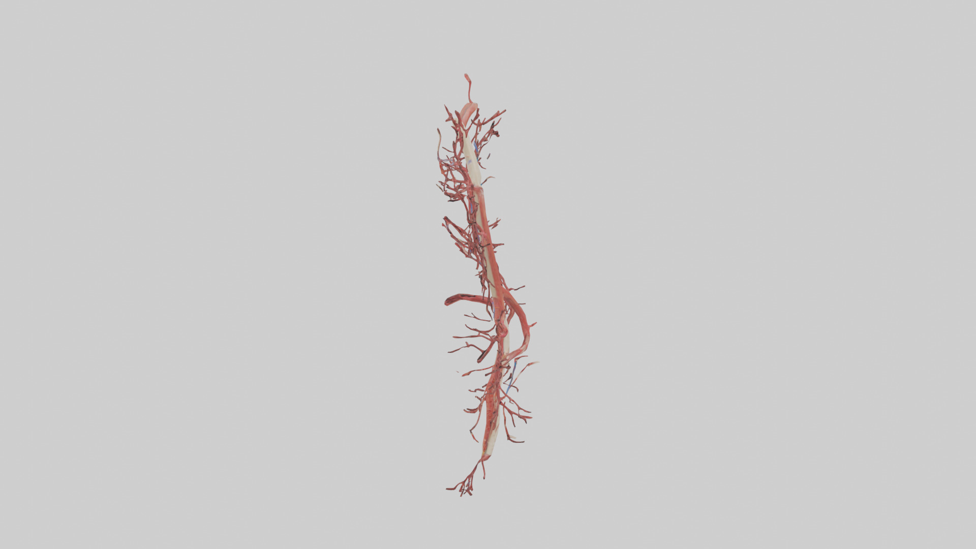 Human Femoral Artery Model Low-poly 3D model_13