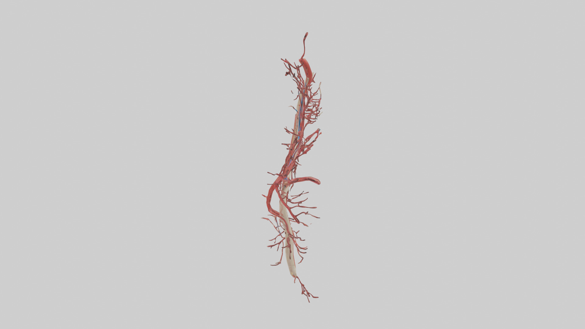 Human Femoral Artery Model Low-poly 3D model_12