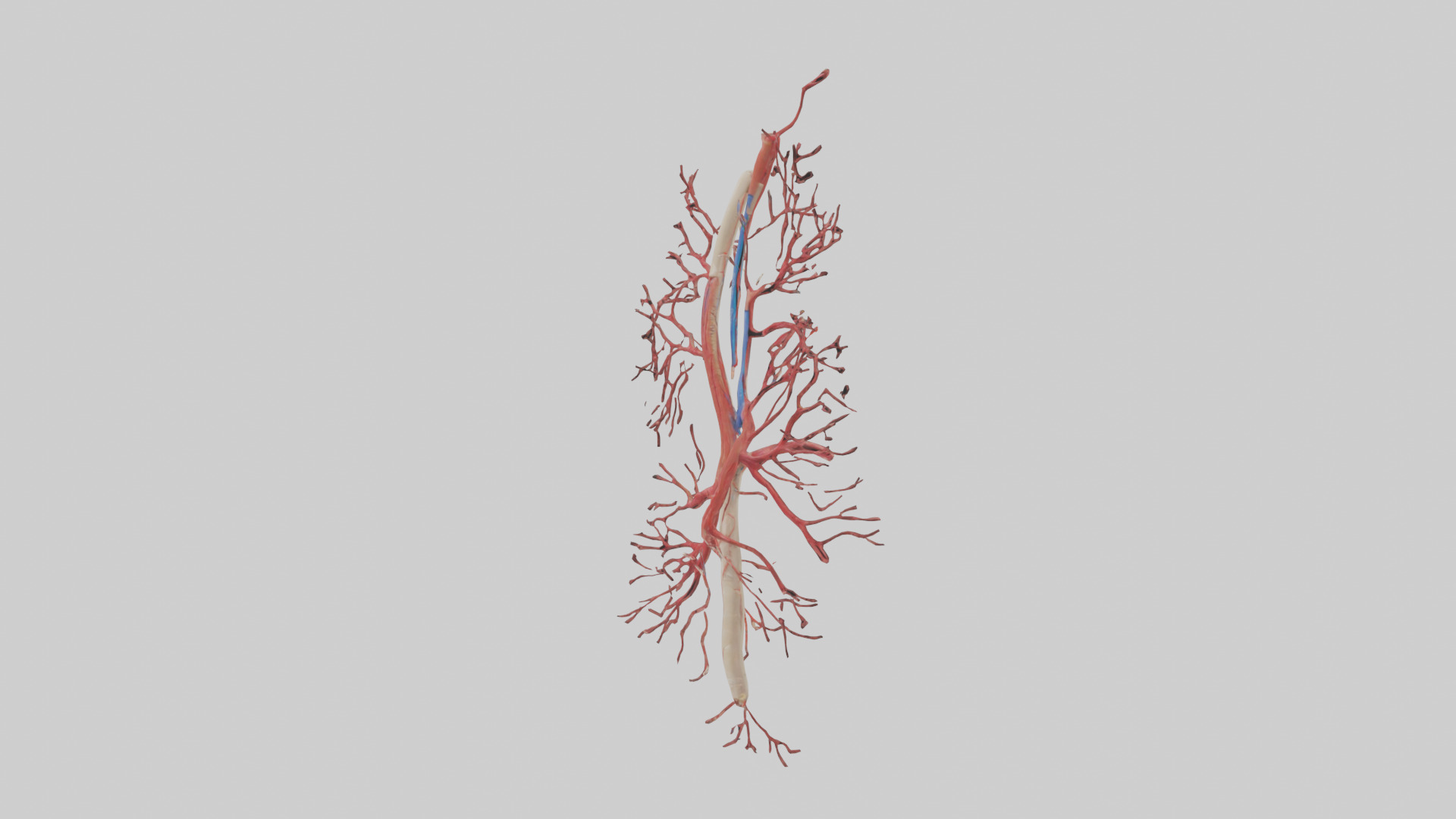 Human Femoral Artery Model Low-poly 3D model_8