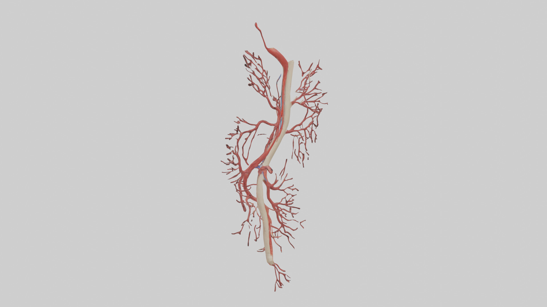 Human Femoral Artery Model Low-poly 3D model_1