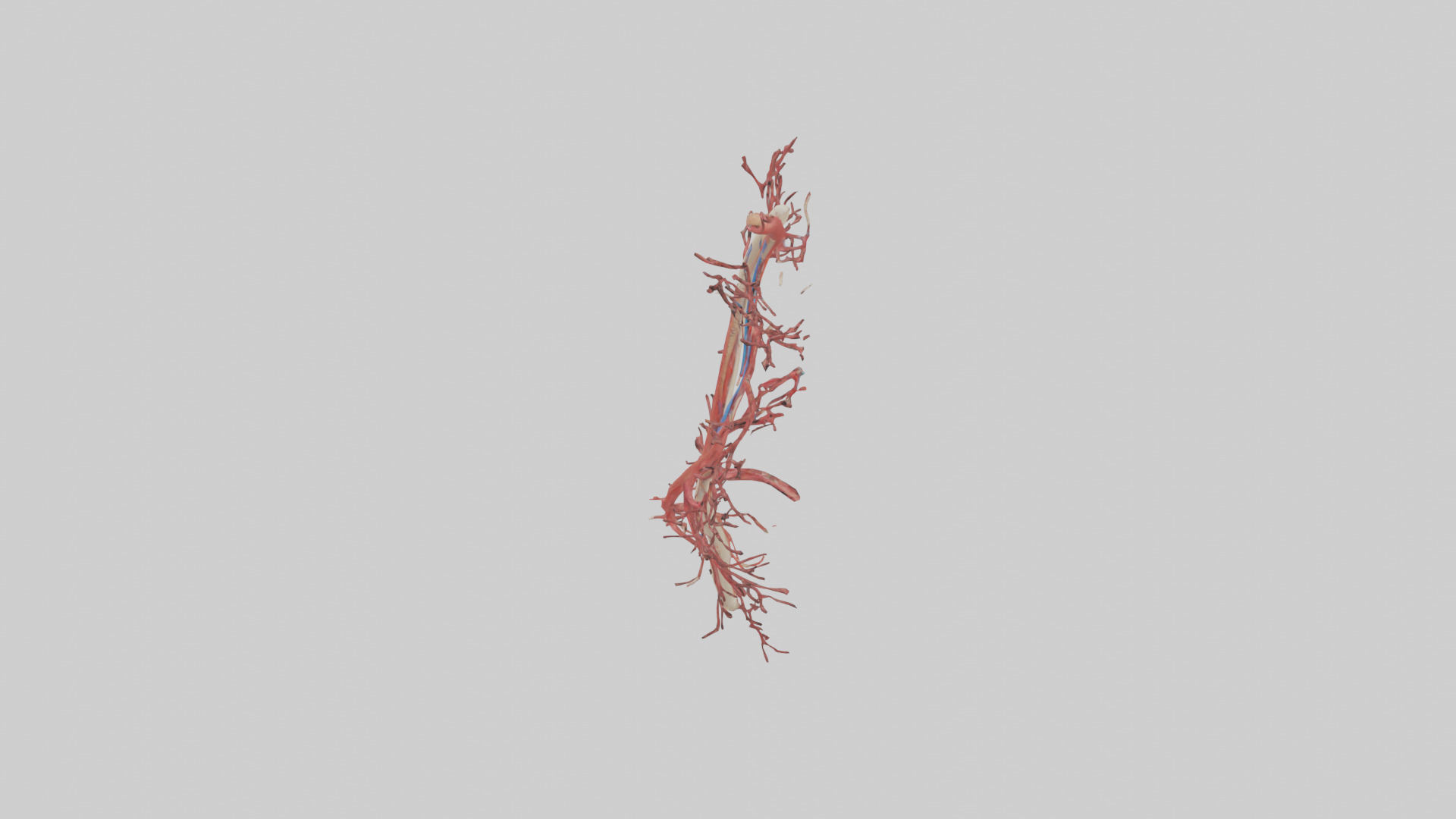 Human Femoral Artery Model Low-poly 3D model_17