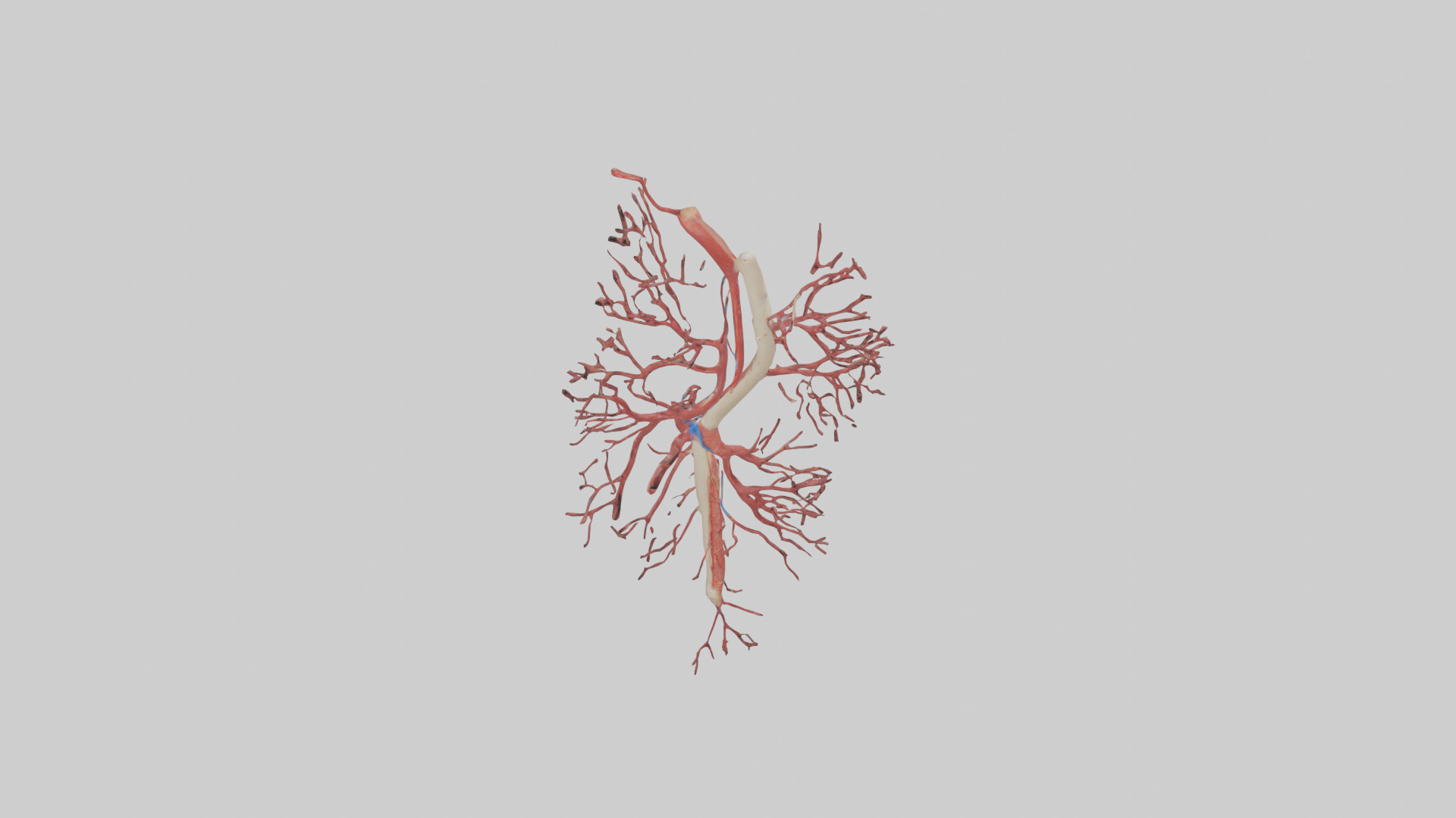Human Femoral Artery Model Low-poly 3D model_15