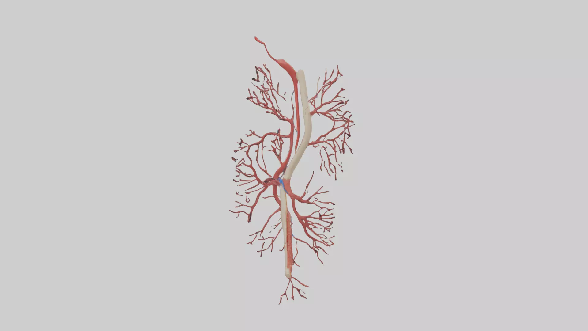 Human Femoral Artery Model Low-poly 3D model_0