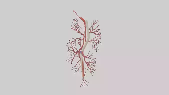 Human Femoral Artery Model Low-poly 3D model