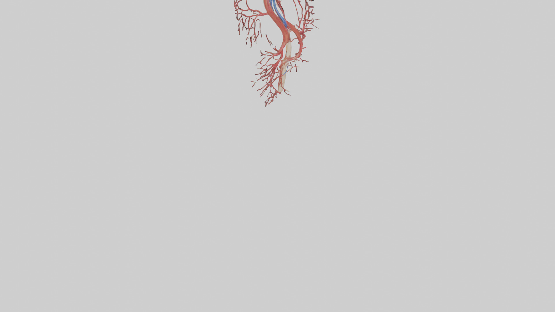 Human Femoral Artery Model Low-poly 3D model_6