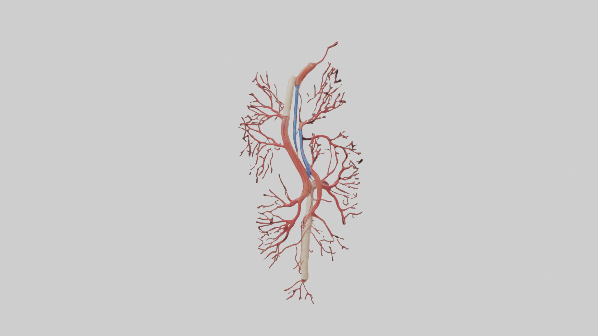 Human Femoral Artery Model Low-poly 3D model_9