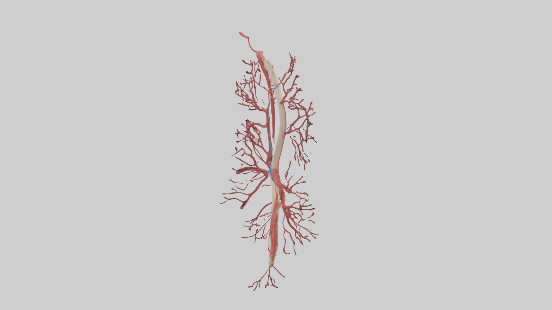 Human Femoral Artery Model Low-poly 3D model_2