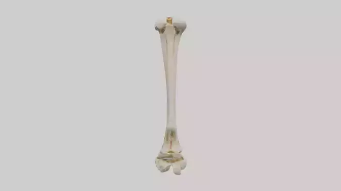 Human Fibula Model