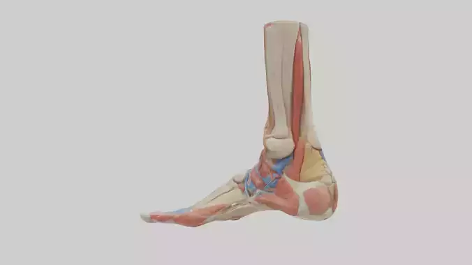 Human Foot Anatomy Model