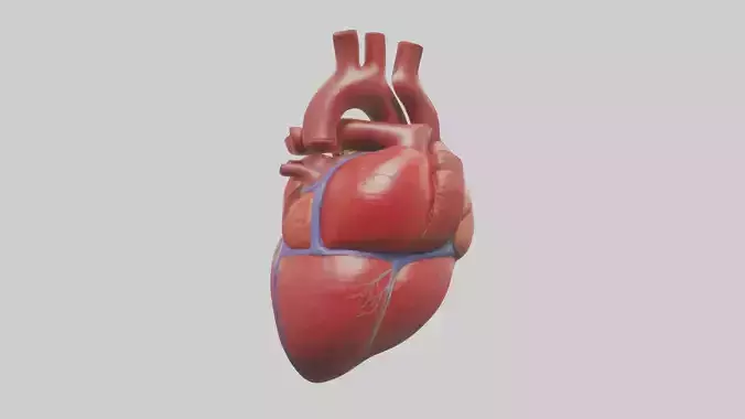 Human Heart Model