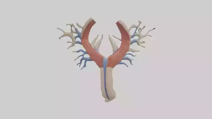 Human Internal Jugular Vein Model Low-poly 3D model