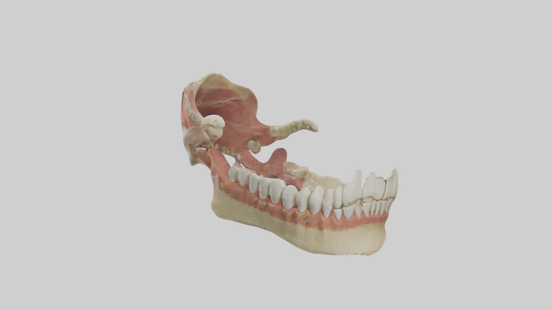 Human Jaw Model Low-poly 3D model_1
