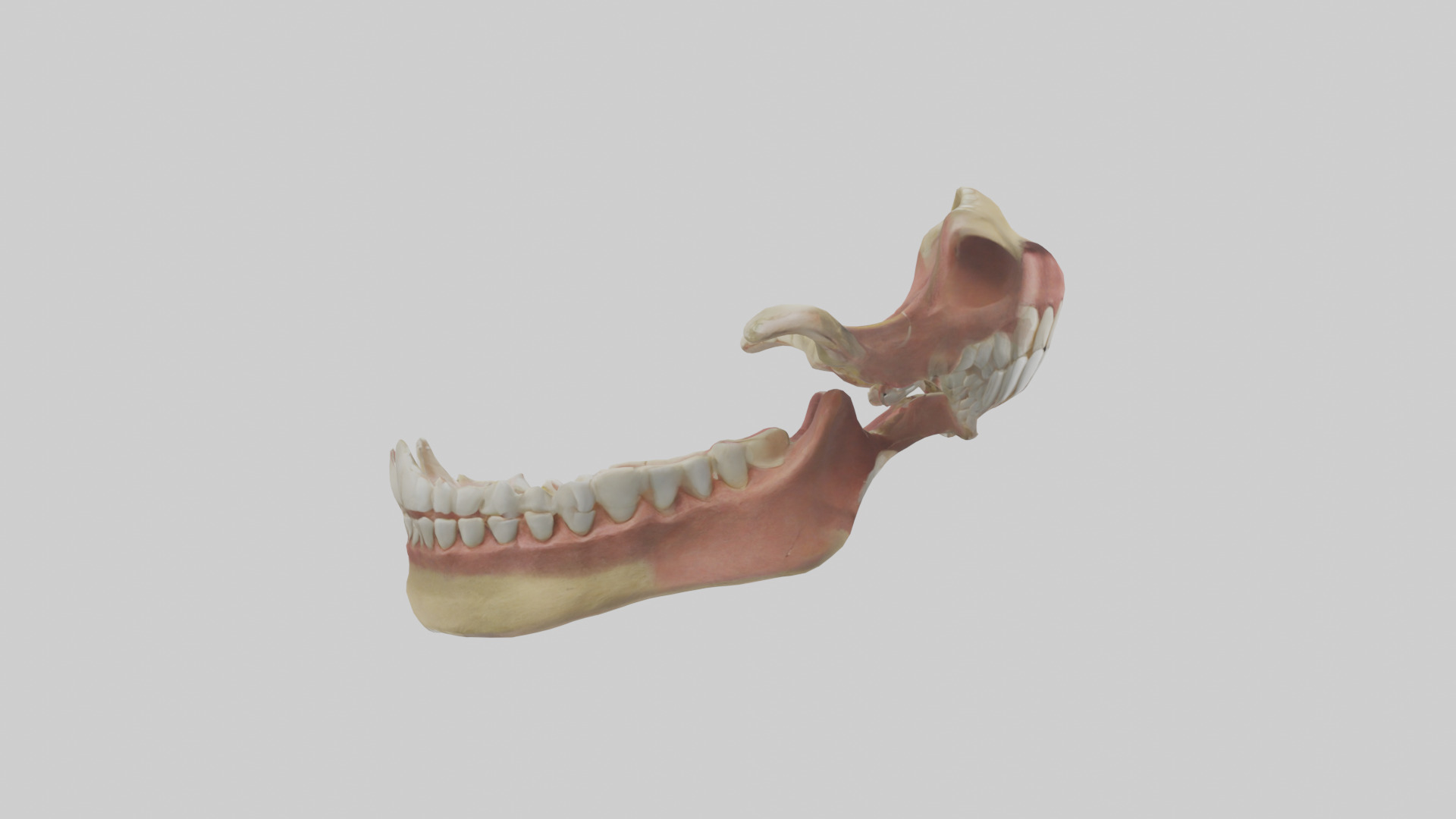 Human Jaw Model Low-poly 3D model_13