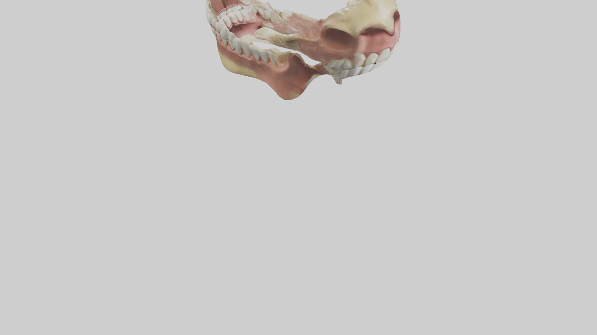 Human Jaw Model Low-poly 3D model_6
