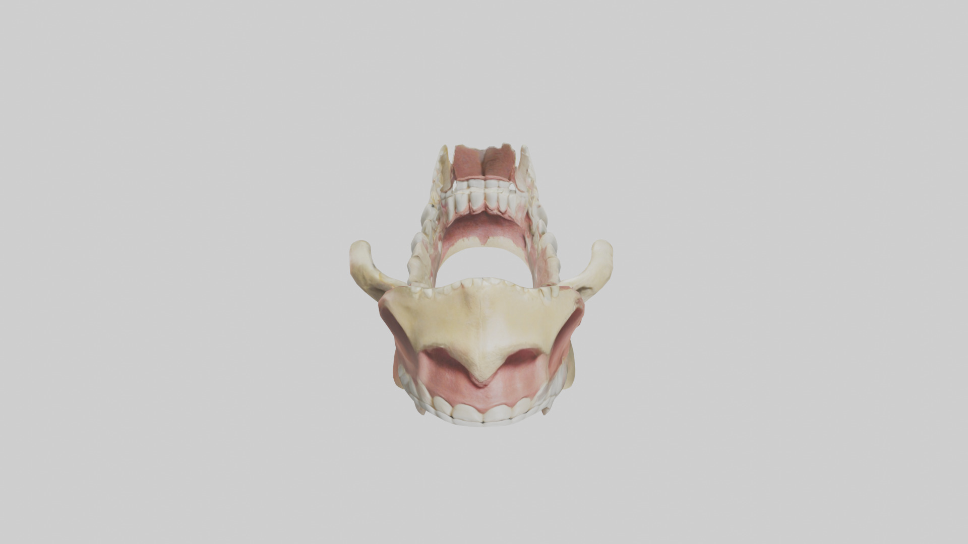 Human Jaw Model Low-poly 3D model_16