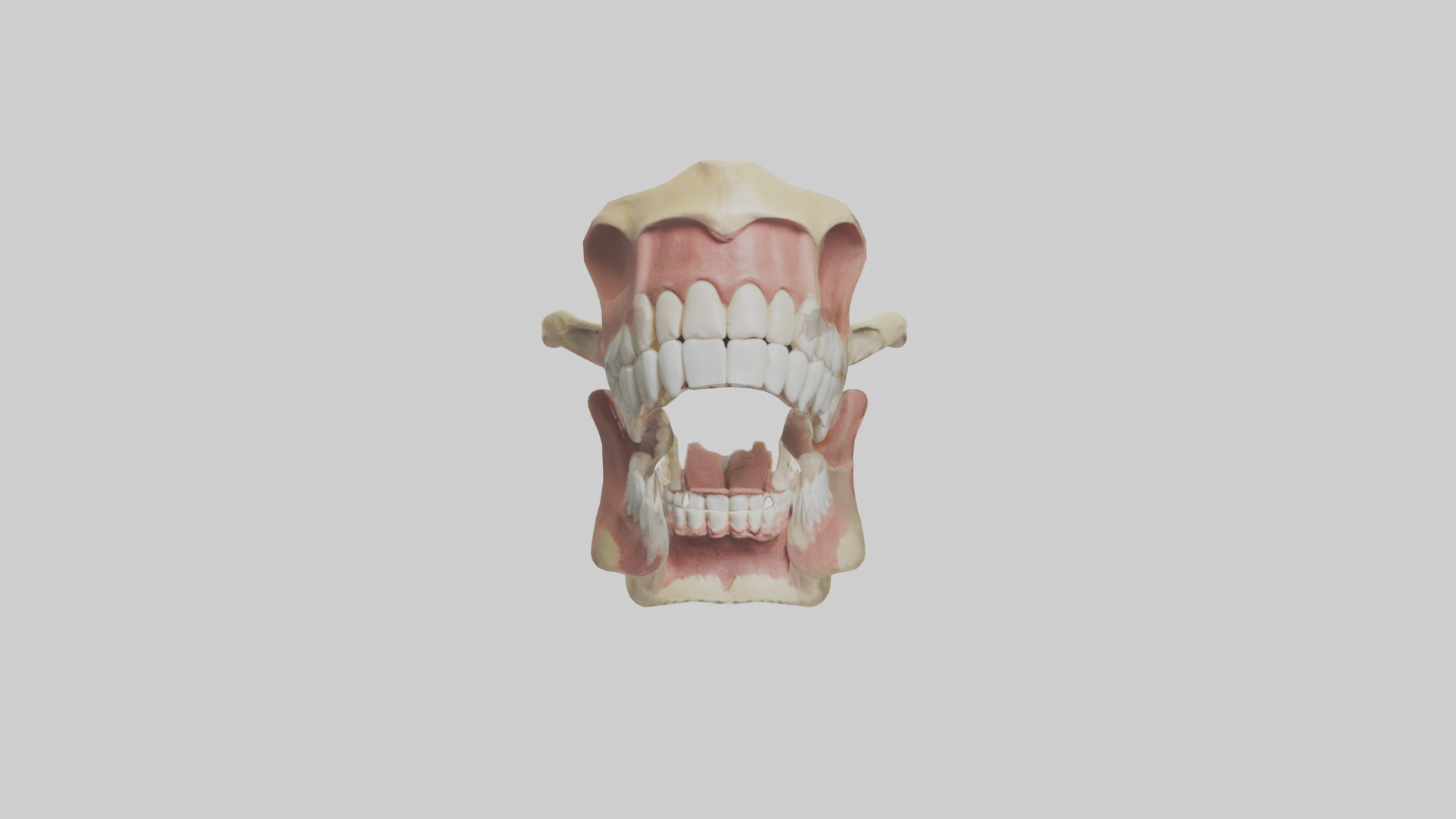 Human Jaw Model Low-poly 3D model_9