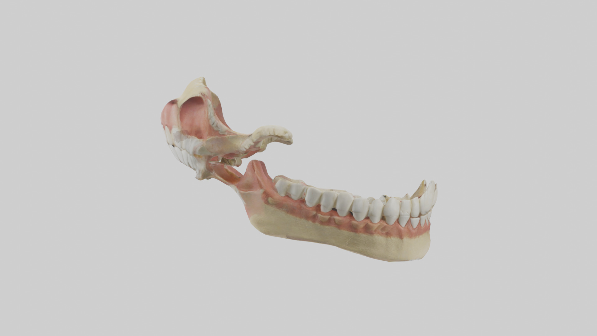 Human Jaw Model Low-poly 3D model_12