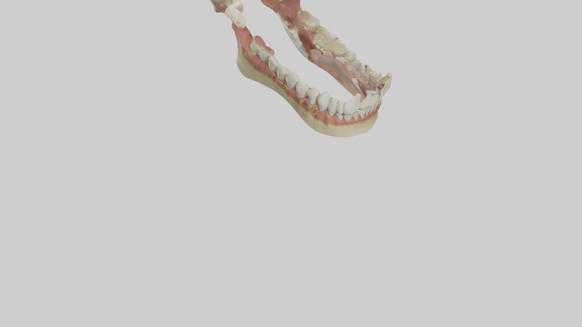 Human Jaw Model Low-poly 3D model_3