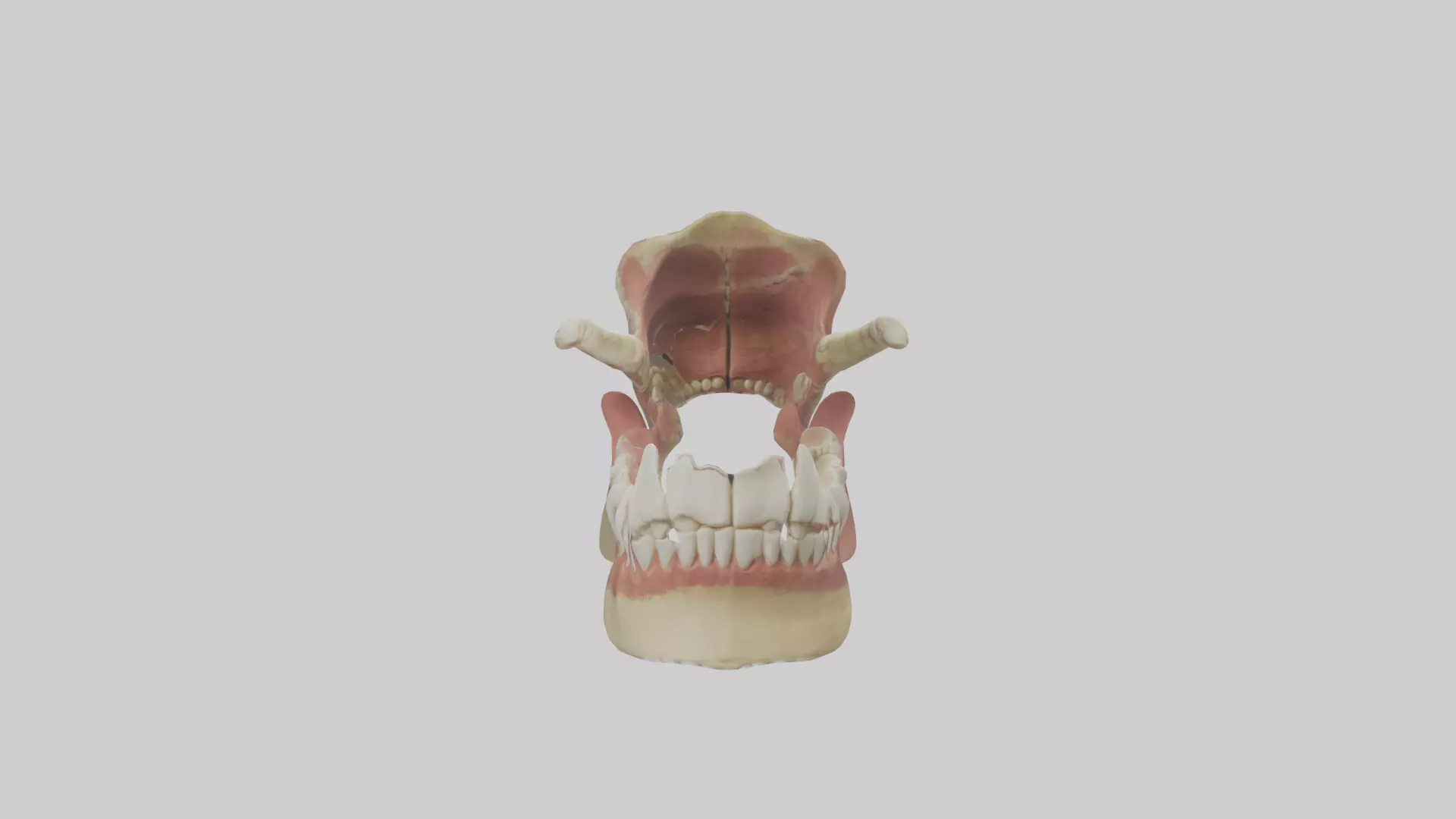 Human Jaw Model Low-poly 3D model_0