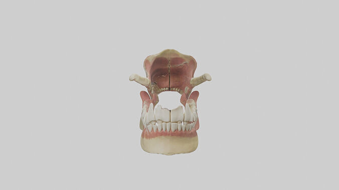 Human Jaw Model Low-poly 3D model