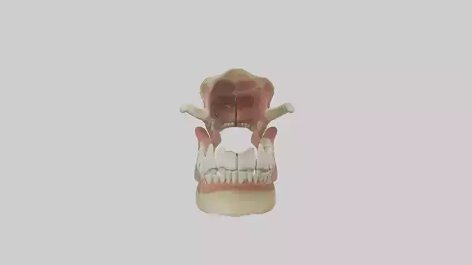 Human Jaw Model