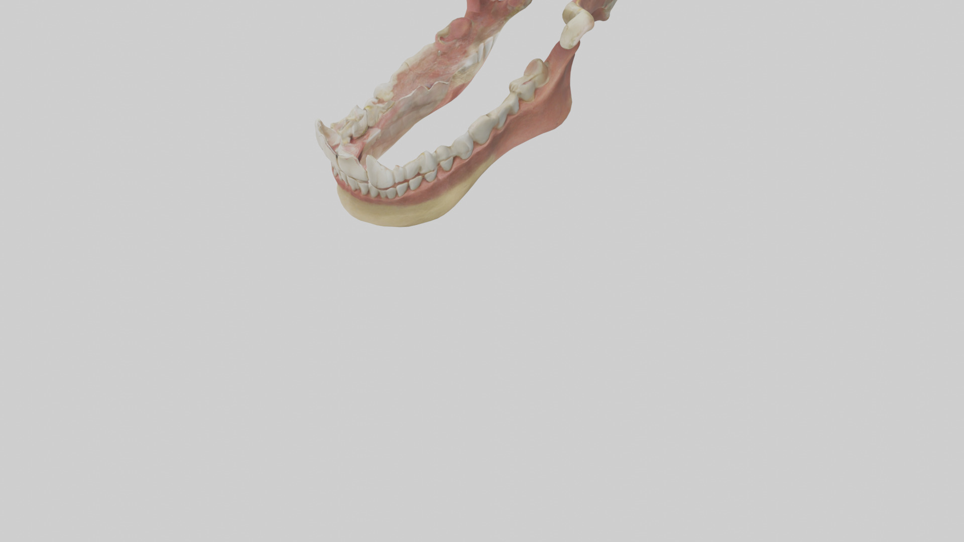 Human Jaw Model Low-poly 3D model_4