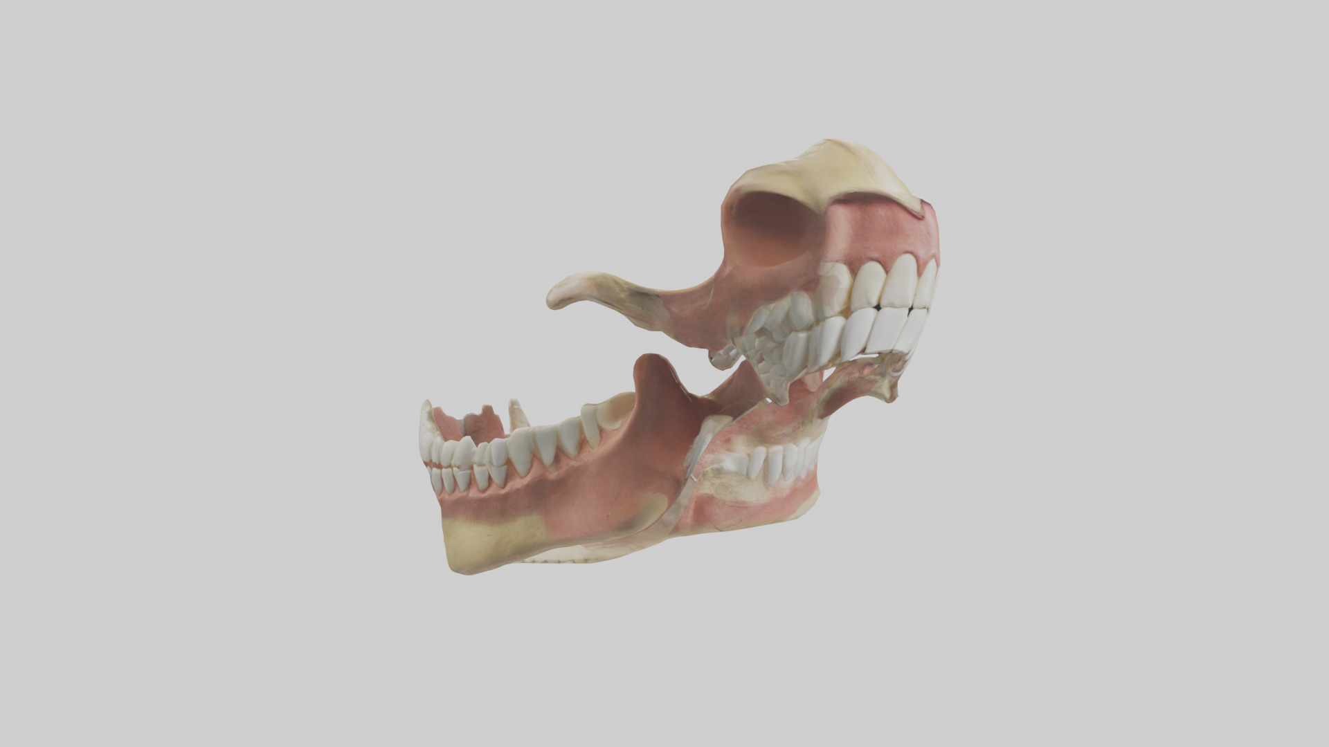 Human Jaw Model Low-poly 3D model_11