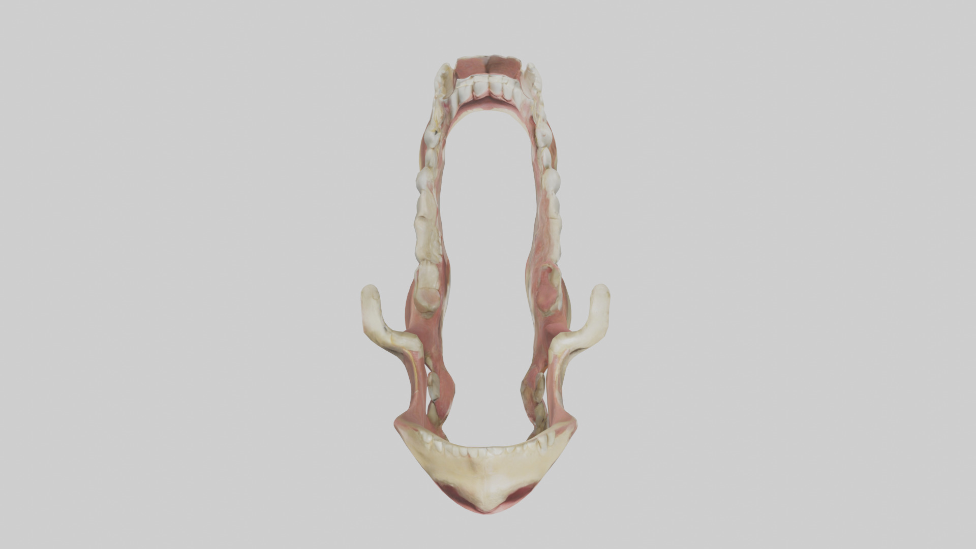 Human Jaw Model Low-poly 3D model_14