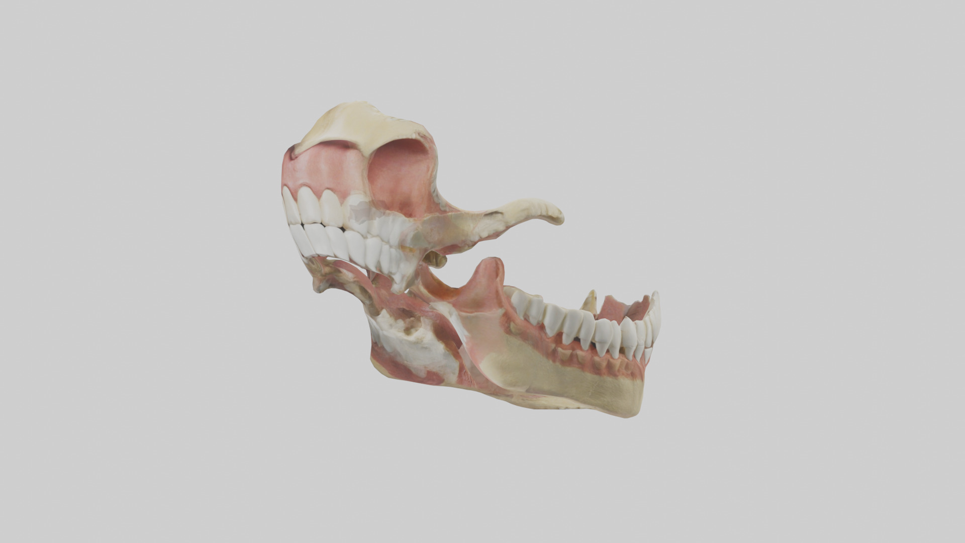 Human Jaw Model Low-poly 3D model_10