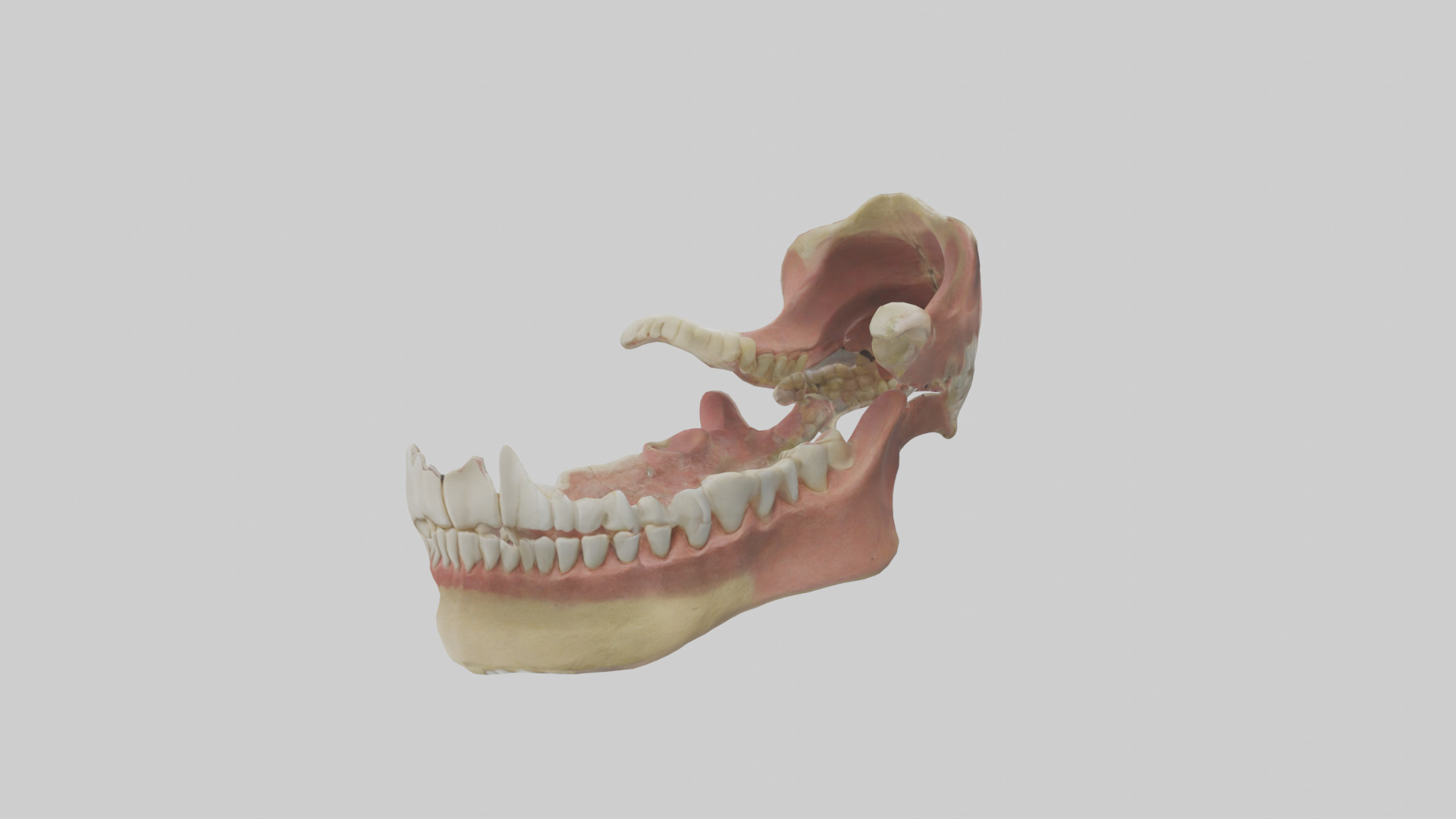 Human Jaw Model Low-poly 3D model_2