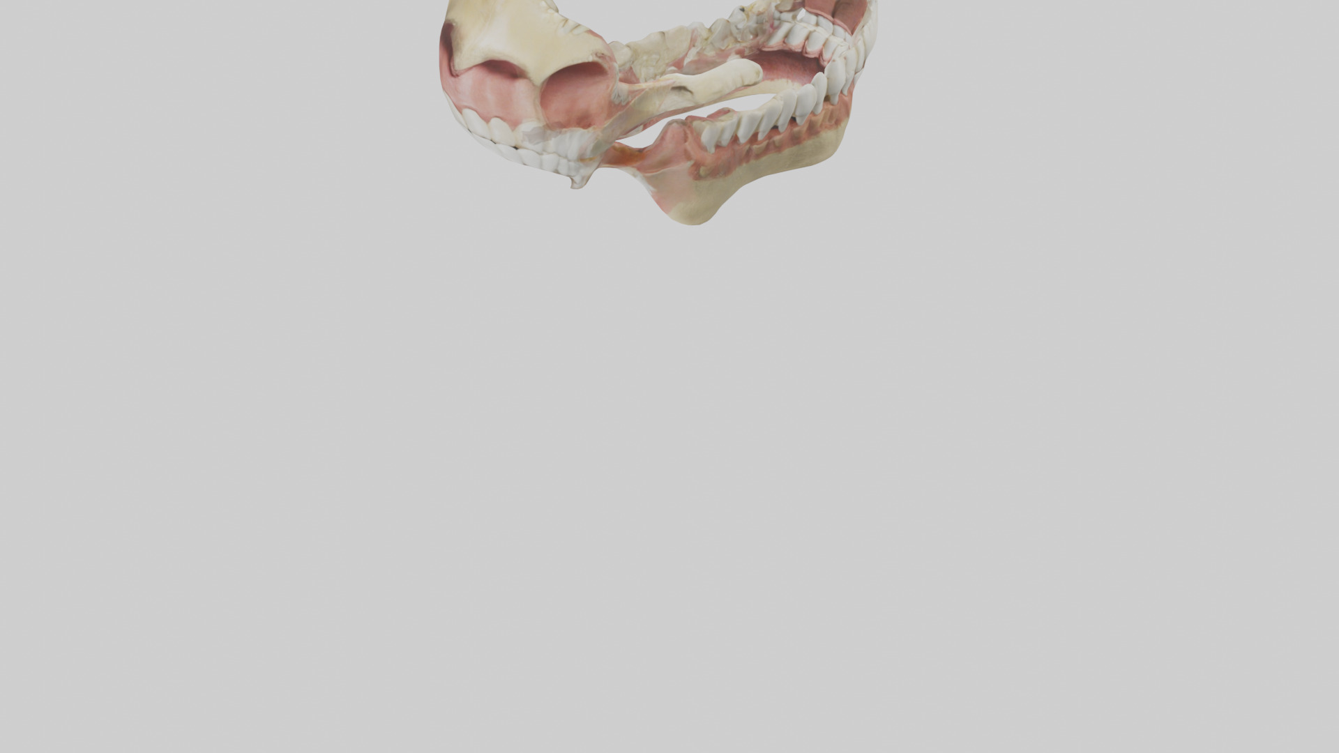 Human Jaw Model Low-poly 3D model_5