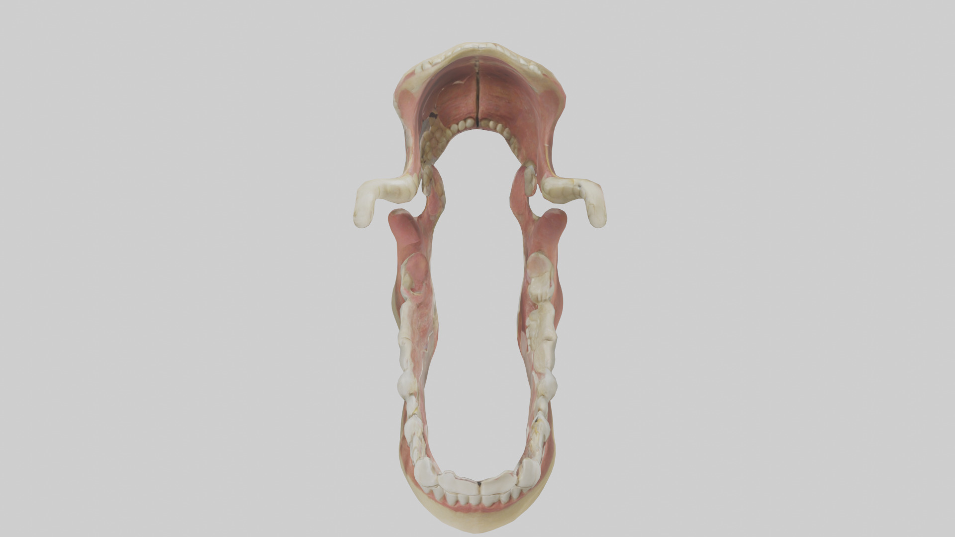 Human Jaw Model Low-poly 3D model_15