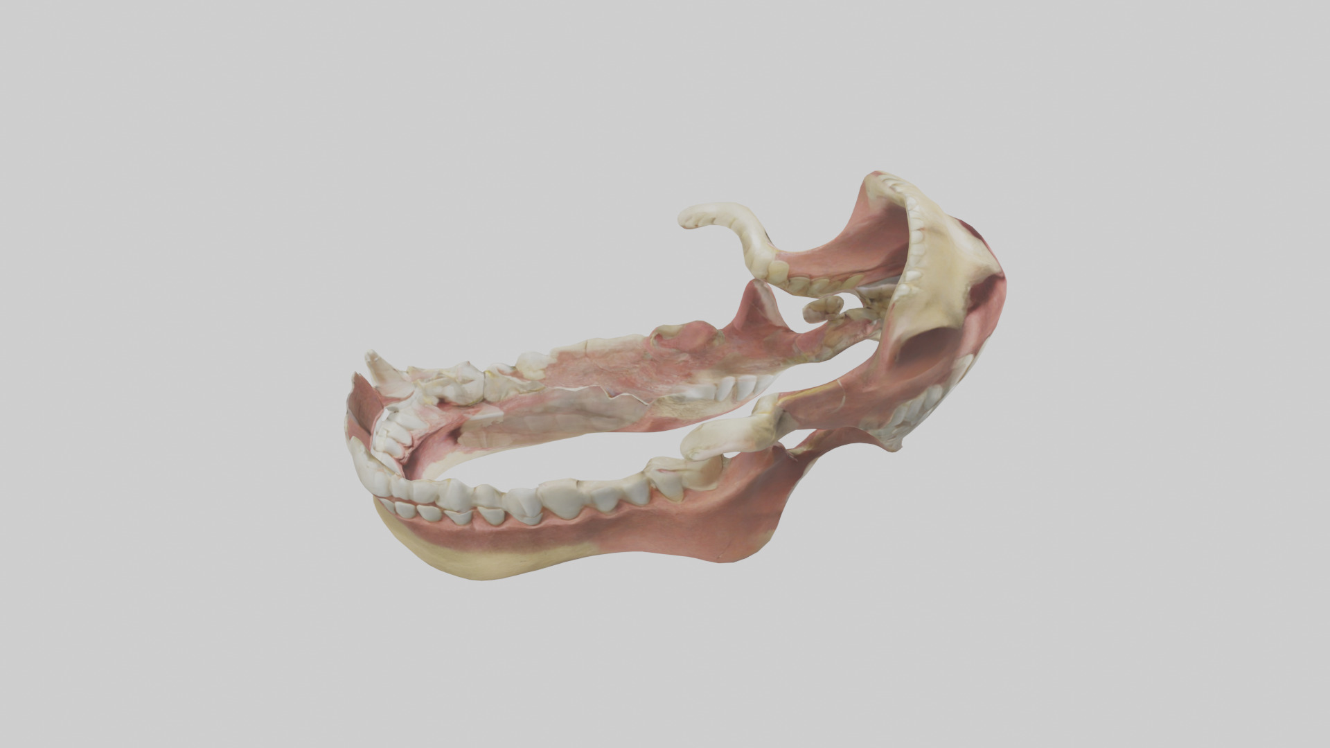 Human Jaw Model Low-poly 3D model_18