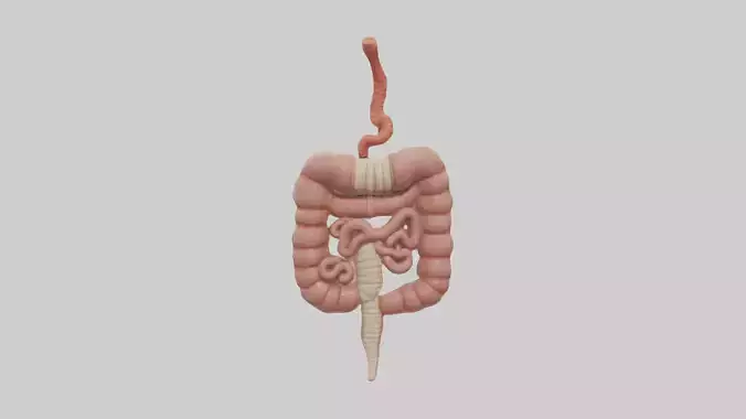 Human Large and Small Intestine Model