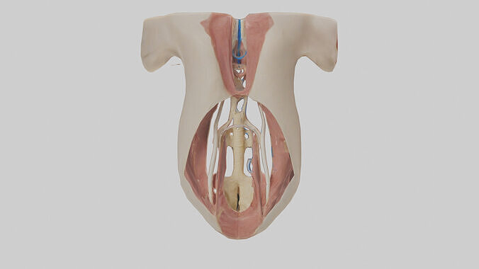 Human Larynx Model Low-poly 3D model