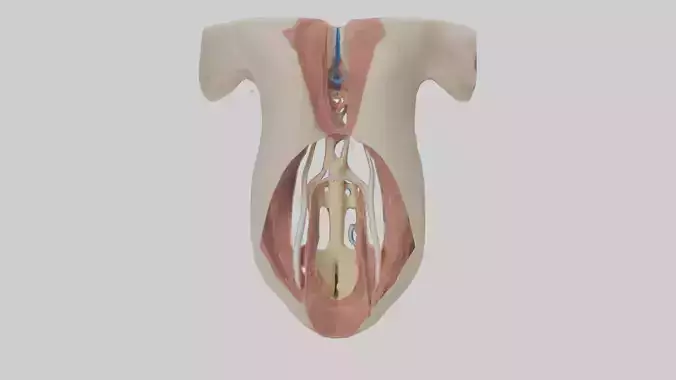 Human Larynx Model