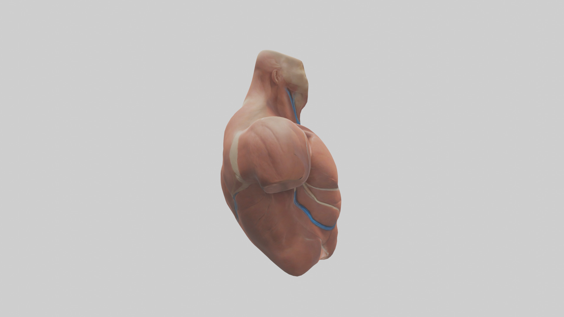 Human Latissimus Dorsi Model Low-poly 3D model_13