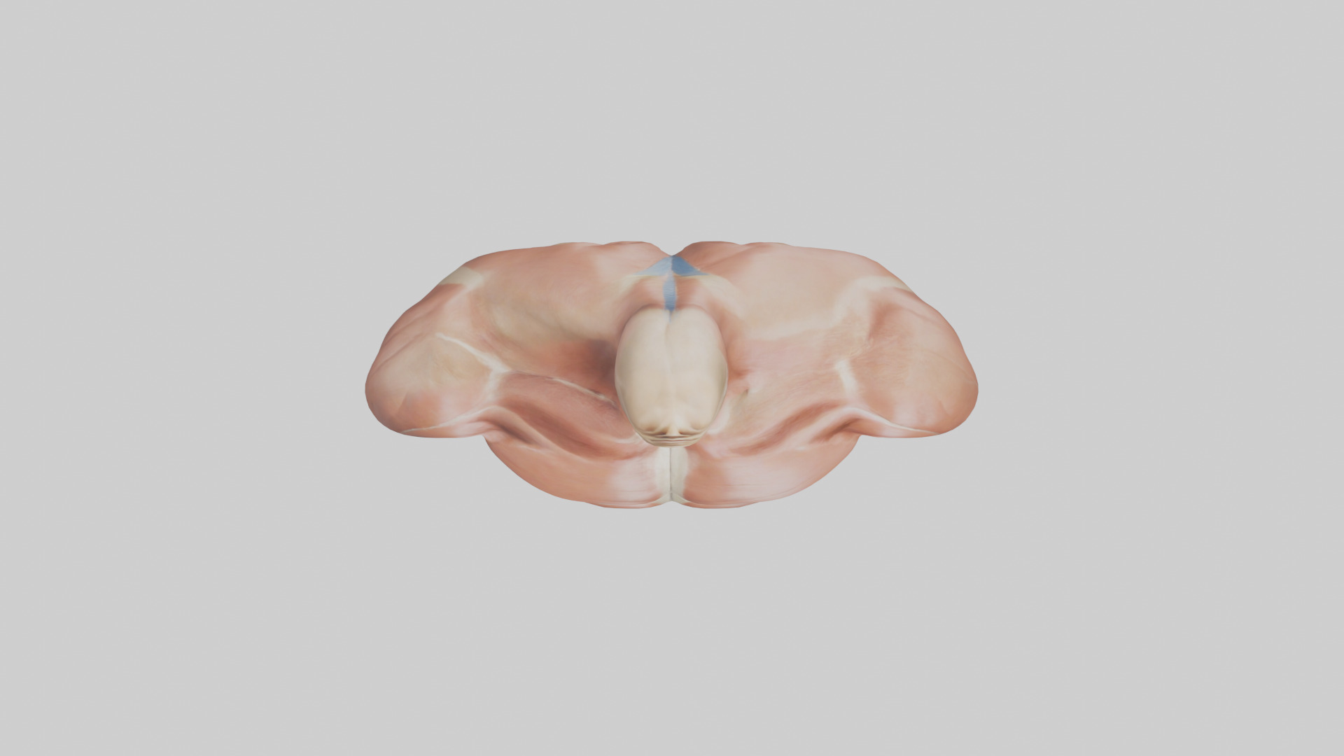 Human Latissimus Dorsi Model Low-poly 3D model_14