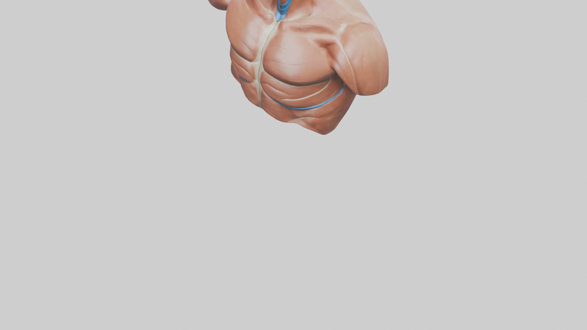 Human Latissimus Dorsi Model Low-poly 3D model_7
