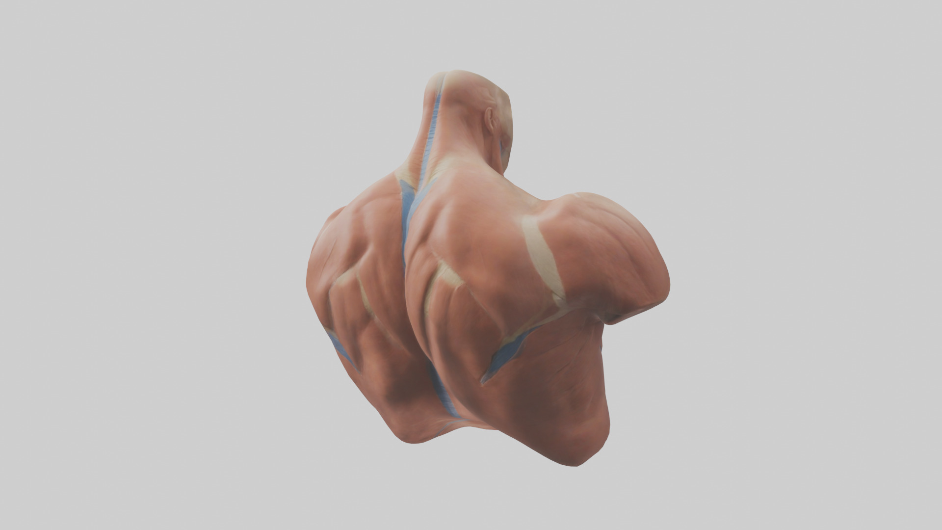 Human Latissimus Dorsi Model Low-poly 3D model_4