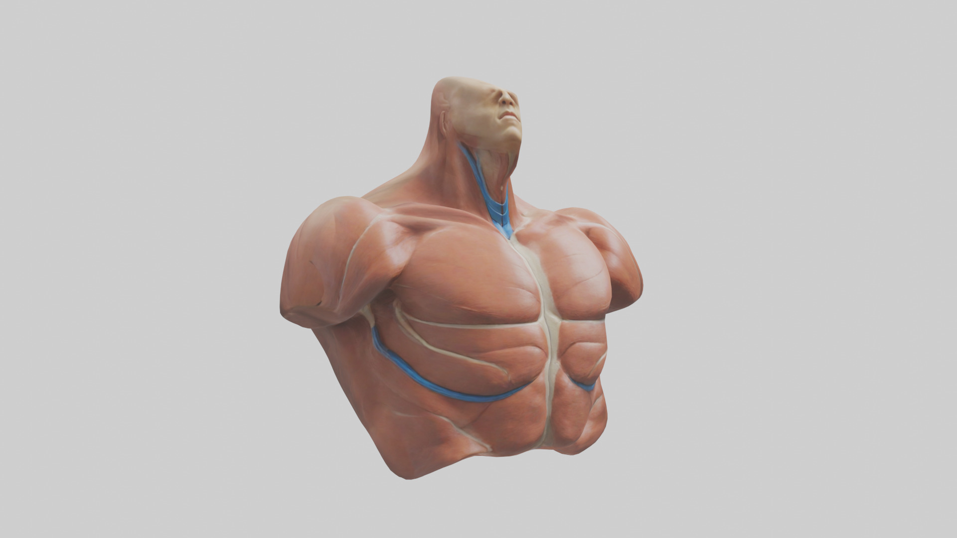 Human Latissimus Dorsi Model Low-poly 3D model_11