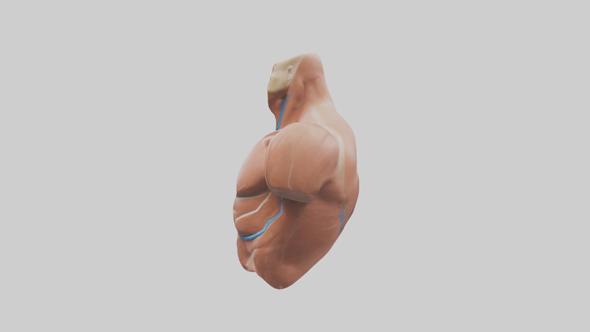 Human Latissimus Dorsi Model Low-poly 3D model_12