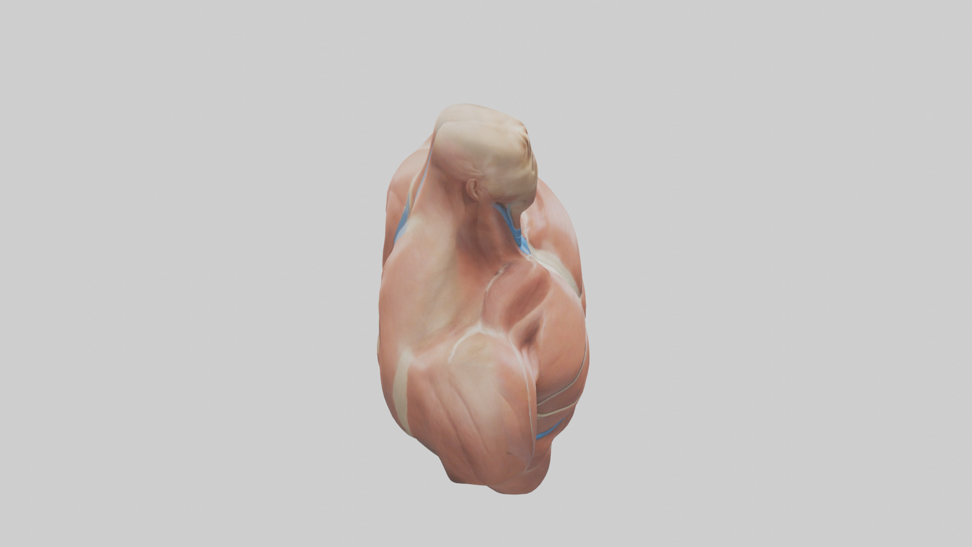 Human Latissimus Dorsi Model Low-poly 3D model_18