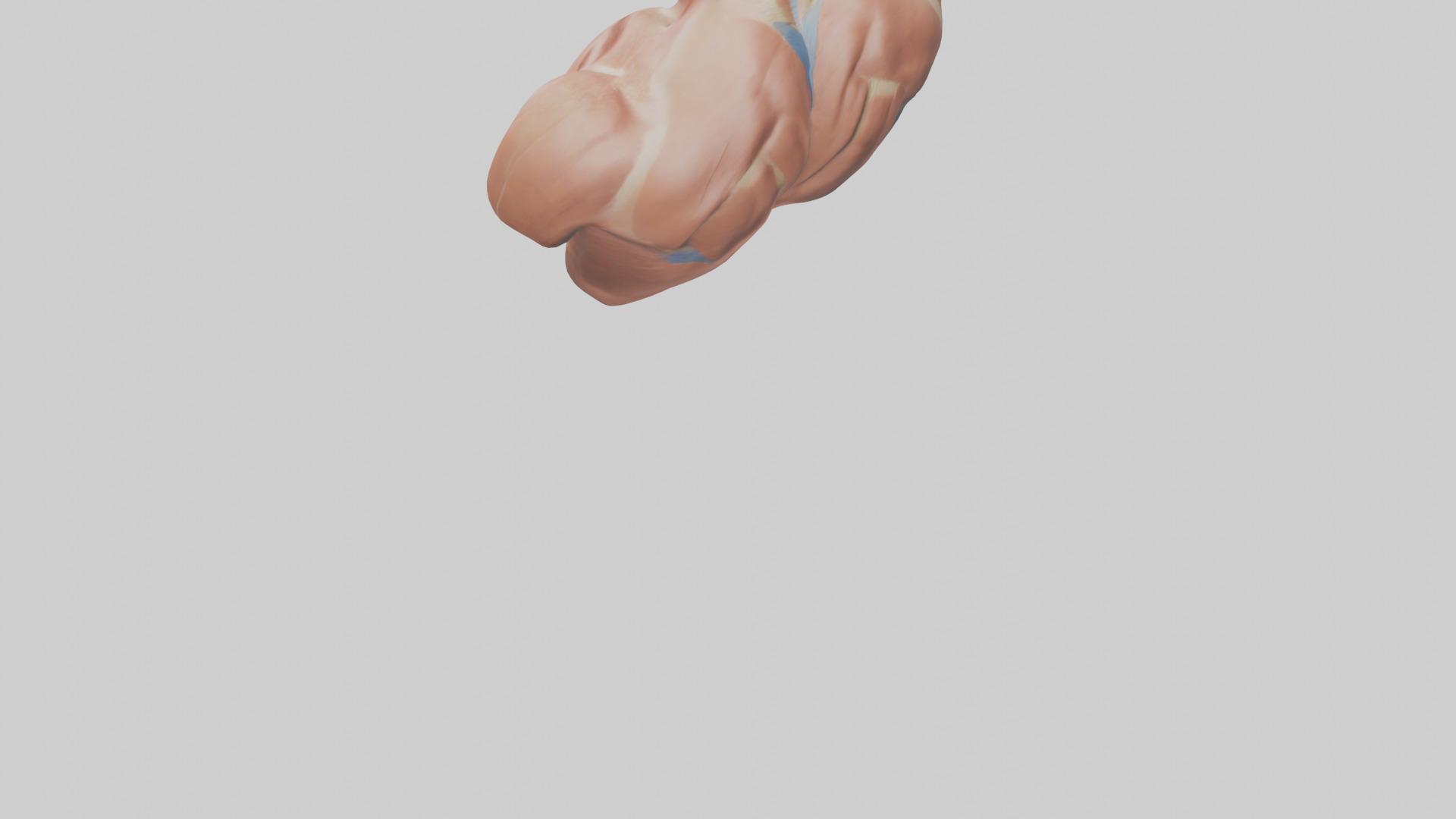 Human Latissimus Dorsi Model Low-poly 3D model_5