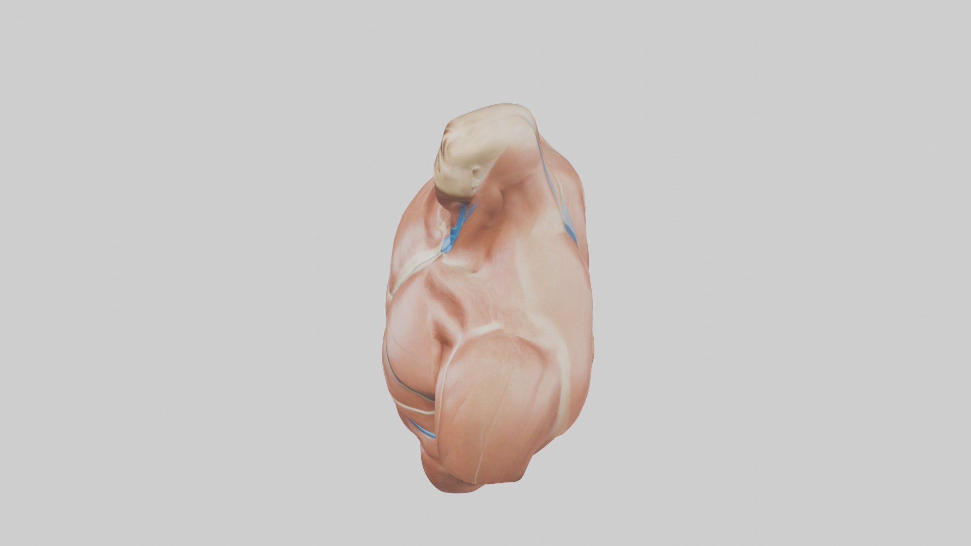 Human Latissimus Dorsi Model Low-poly 3D model_17