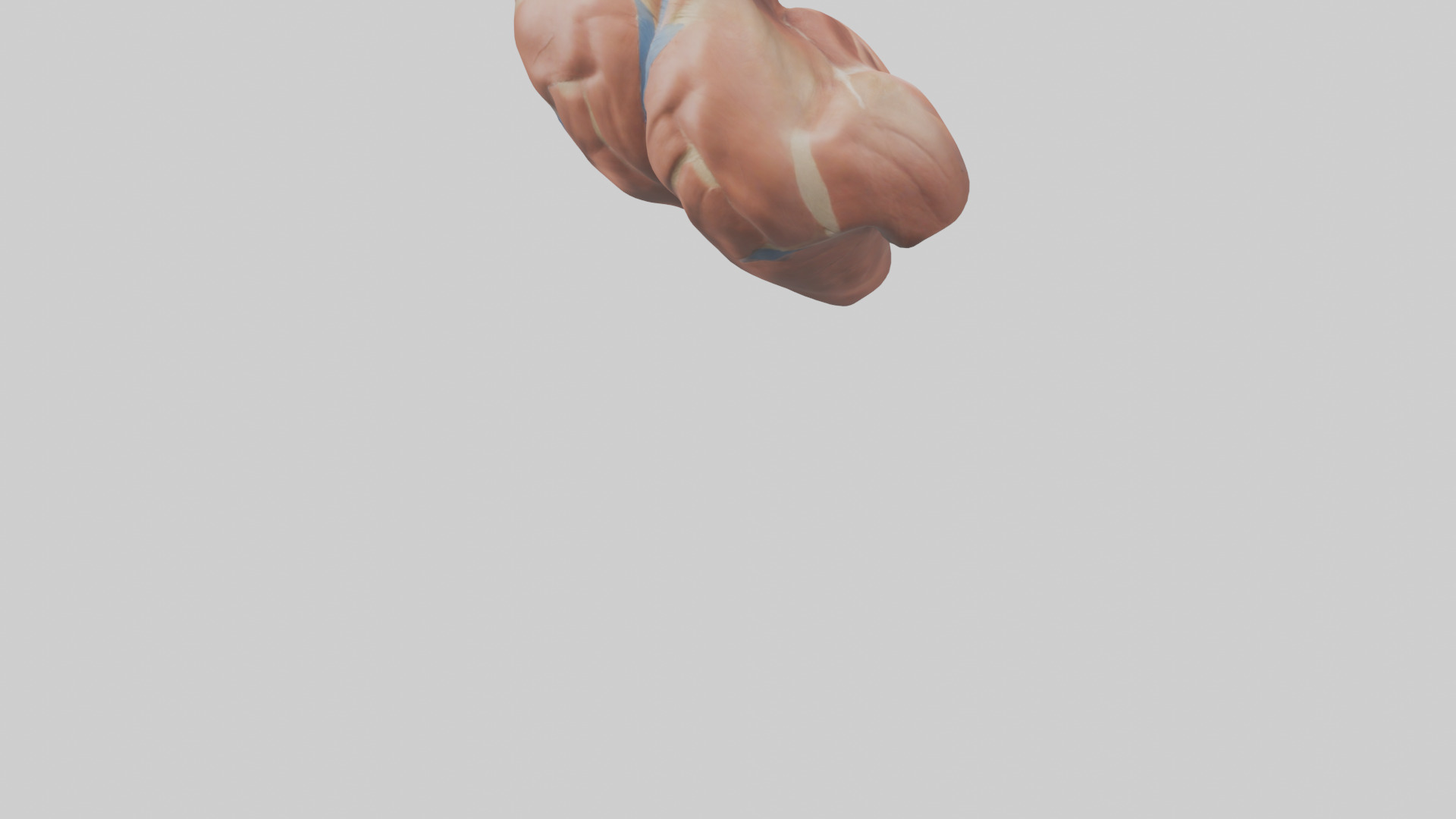 Human Latissimus Dorsi Model Low-poly 3D model_6