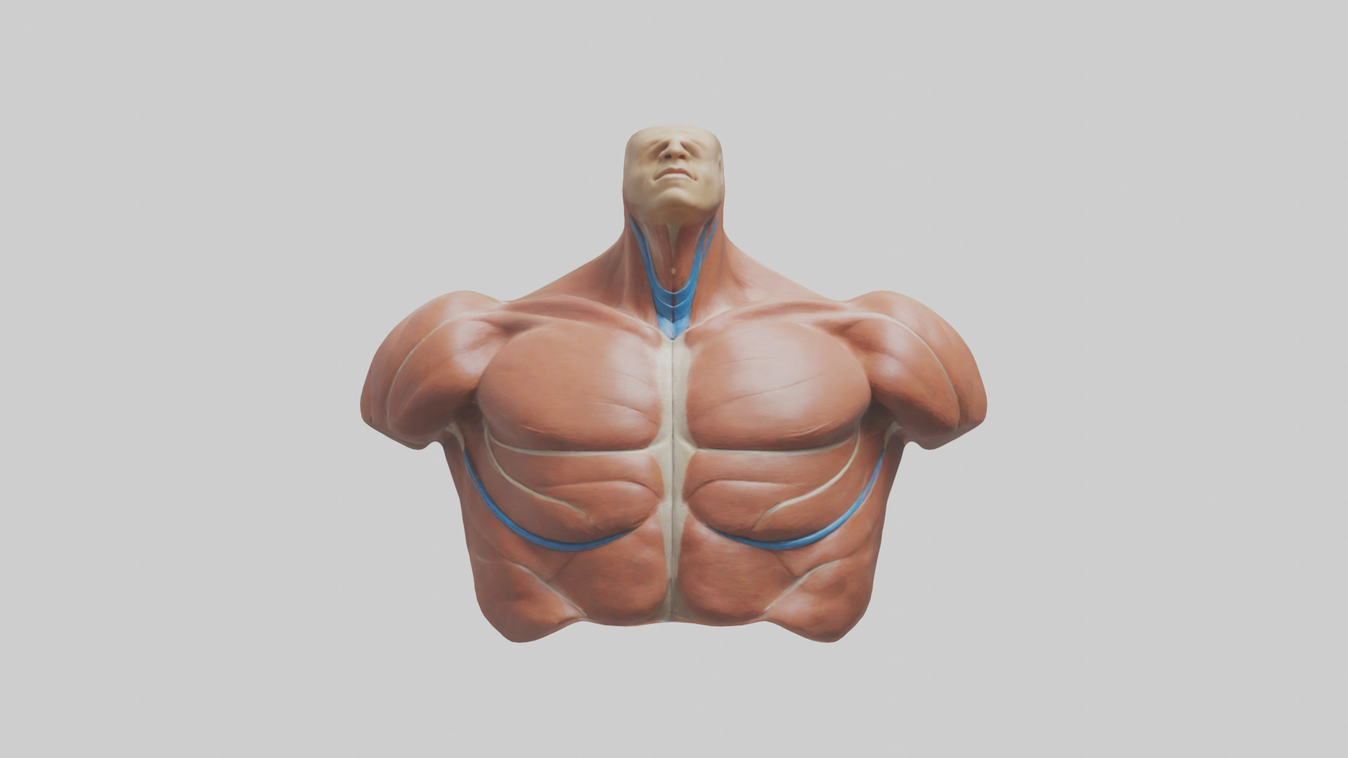 Human Latissimus Dorsi Model Low-poly 3D model_9