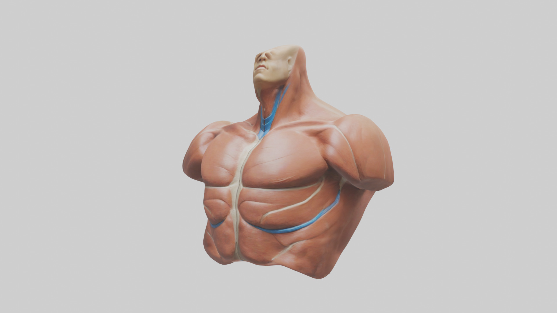 Human Latissimus Dorsi Model Low-poly 3D model_10