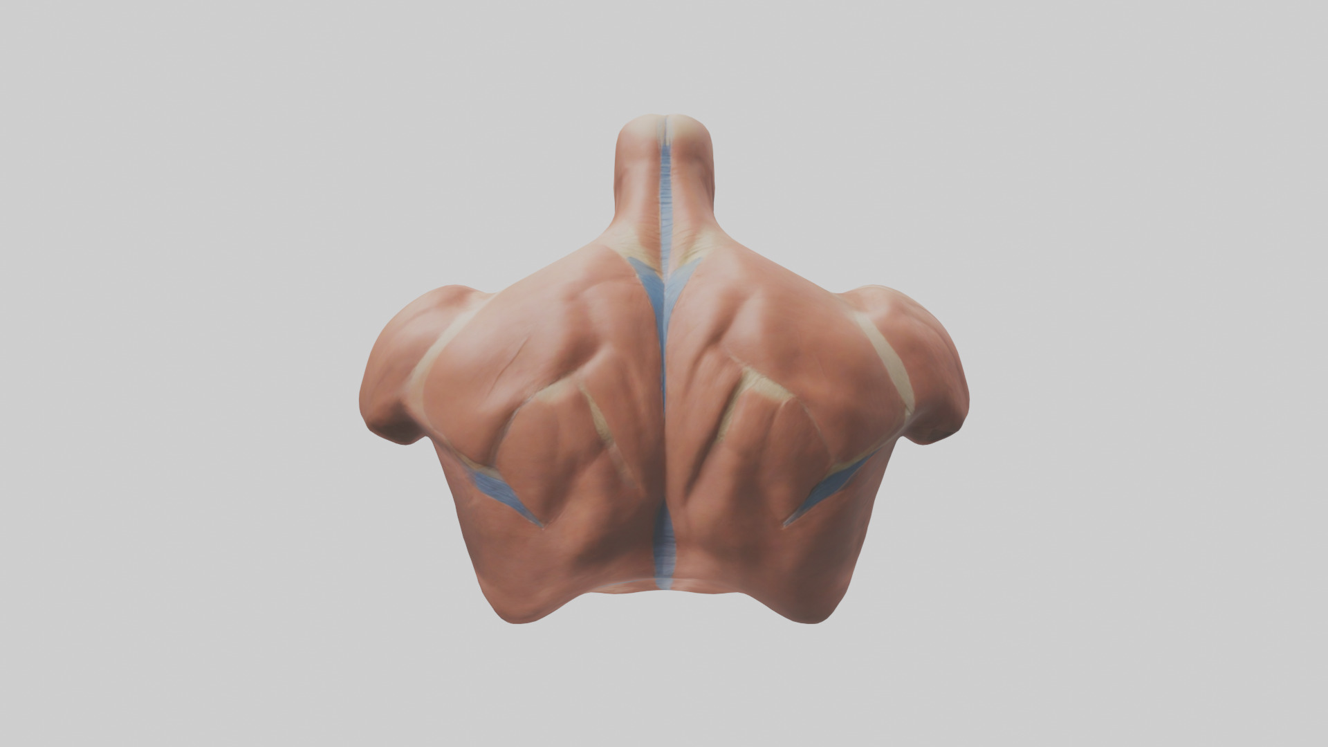 Human Latissimus Dorsi Model Low-poly 3D model_2