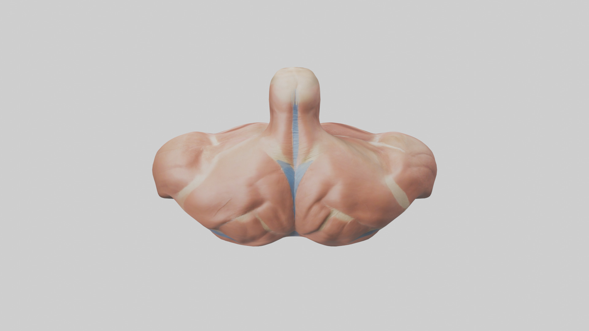 Human Latissimus Dorsi Model Low-poly 3D model_15